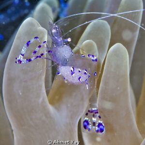 Transperent shrimp...
Lembeh, Makavide
Canon 40 D - Can... by Ahmet Yay 